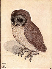 Dürer Kleine Eule